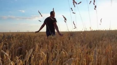 Buğday tarlasında genç bir erkek çiftçi. Agronomist buğday hasadına bakıyor. 