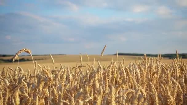 Vista Las Espigas Trigo Cerca Movimiento Las Espigas Trigo Campo — Vídeo de stock