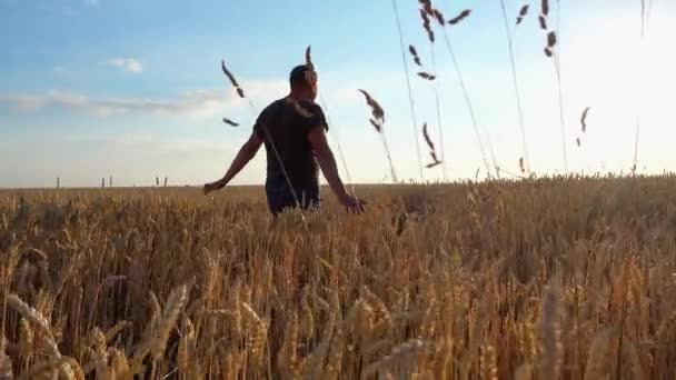 Ung Manlig Bonde Ett Vetefält Agronomist Tittar Veteskörden — Stockvideo