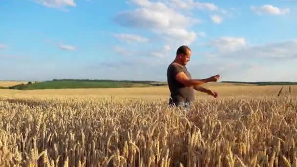 Joven Agricultor Campo Trigo Agrónomo Mira Cosecha Trigo — Vídeo de stock