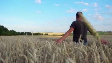Buğday tarlasında genç bir erkek çiftçi. Agronomist buğday hasadına bakıyor.