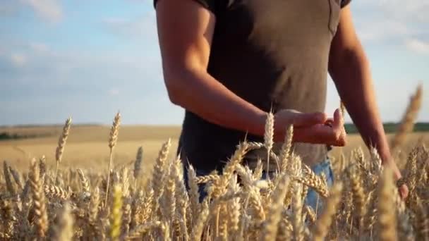 Joven Agricultor Campo Trigo Agrónomo Mira Cosecha Trigo — Vídeos de Stock
