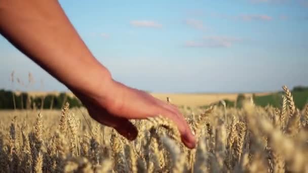 农民手合小麦穗 雄性手紧贴在小麦的耳朵上 — 图库视频影像