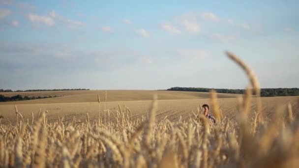 소녀는 행복하게 밀밭을 있습니다 해질녘에 들판에서 소용돌이치는 — 비디오