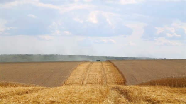 Combine Colheitadeira Colheita Trigo Campo Vista Campo Trigo Com Colheitadeira — Vídeo de Stock