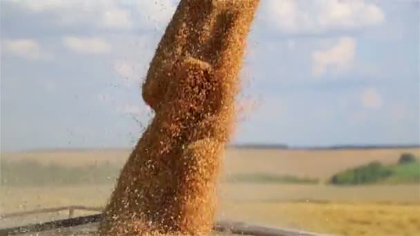 収穫機を組み合わせると 箱の中に穀物をアンロードします 組み合わせからダンプトラックに小麦の種子をアンロード — ストック動画