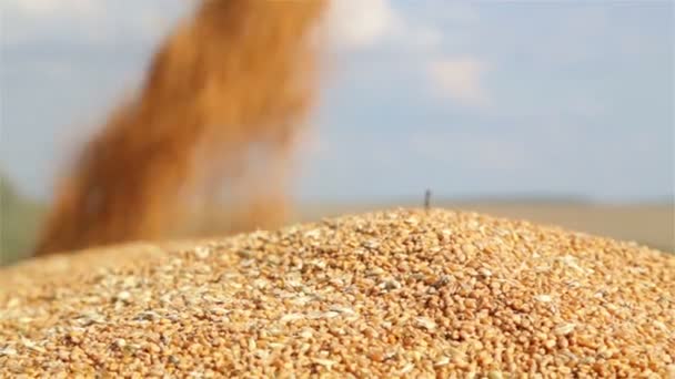 Mähdrescher Entlädt Getreide Der Kiste Entladen Des Weizensaatguts Vom Mähdrescher — Stockvideo