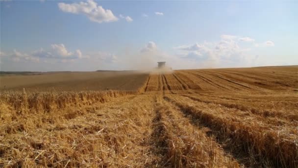 2019年7月20日 ウクライナ ビニサ コンバイン収穫機ジョン ディア 小麦畑の収穫を組み合わせる — ストック動画