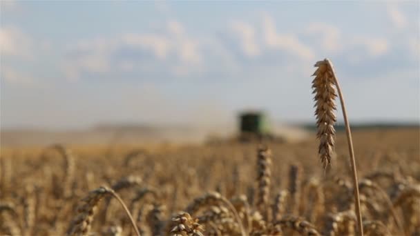 Temmuz 2019 Ukrayna Vinnitsa Birleştirme Hasat John Deere Bir Buğday — Stok video