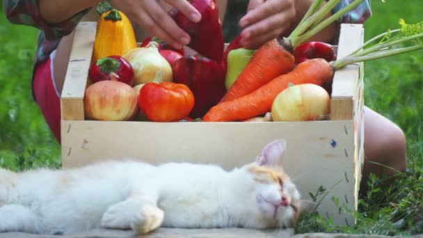 Mãos Menina Seguram Uma Caixa Com Vegetais Frescos Legumes Frescos — Vídeo de Stock