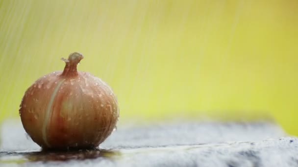 洋葱安排在雨中的桌子上 在水滴下的桌子上的洋葱头 — 图库视频影像