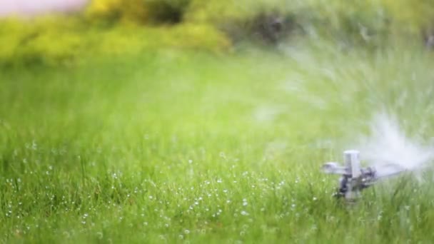 Lawn Sprayer Water Grass Park Watering Lawn Landscaping — Stock Video