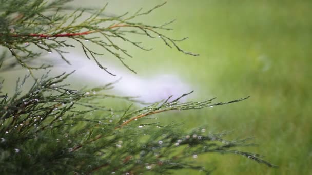 Gräsmatta Spruta Vatten Gräset Parken Vattning Gräsmattan Landskapsarkitektur — Stockvideo