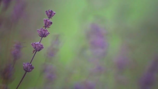 公园里的薰衣草花特写 薰衣草在田野里日出 — 图库视频影像