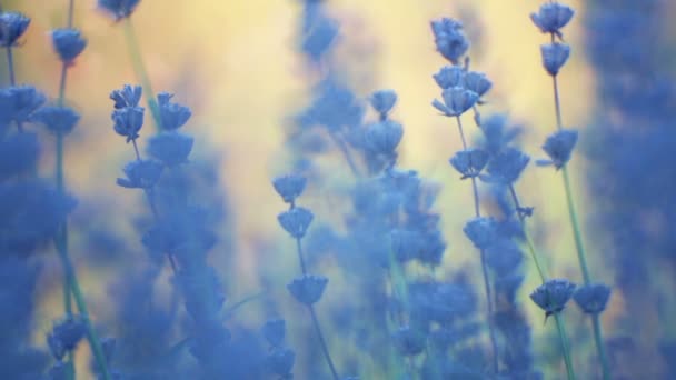 Λουλούδι Λεβάντας Κοντινό Στο Πάρκο Λεβάντα Κατά Την Ανατολή Του — Αρχείο Βίντεο