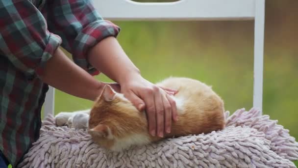 Megelőzés Gondozás Egy Hajléktalan Hajléktalan Macskáról Gondoskodás Gondozás Hajléktalan Állatról — Stock videók