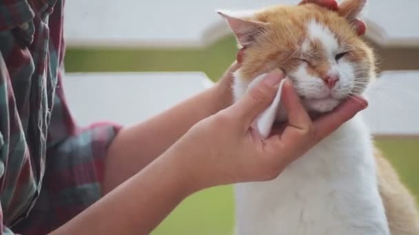 Prevenção Cuidado Gato Sem Abrigo Cuidados Cuidados Para Animal Estimação — Vídeo de Stock