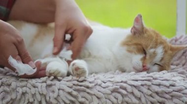 Evsiz, evsiz bir kedinin korunması ve bakımı. Evsiz evcil hayvanla ilgilenin ve ilgilenin. 