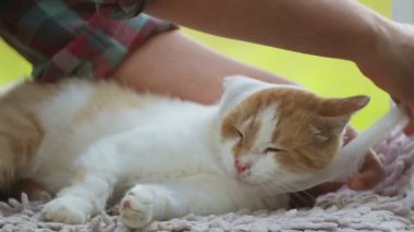 Evsiz, evsiz bir kedinin korunması ve bakımı. Evsiz evcil hayvanla ilgilenin ve ilgilenin. 