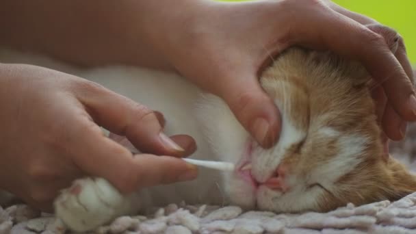 Prevención Cuidado Gato Sin Hogar Cuidado Cuidado Mascota Sin Hogar — Vídeo de stock