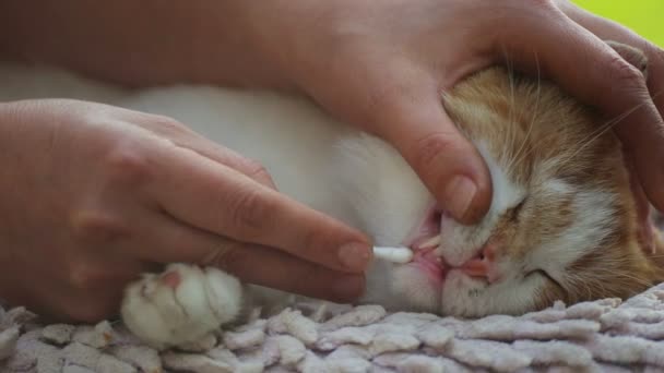 Evsiz Evsiz Bir Kedinin Korunması Bakımı Evsiz Evcil Hayvanla Ilgilenin — Stok video