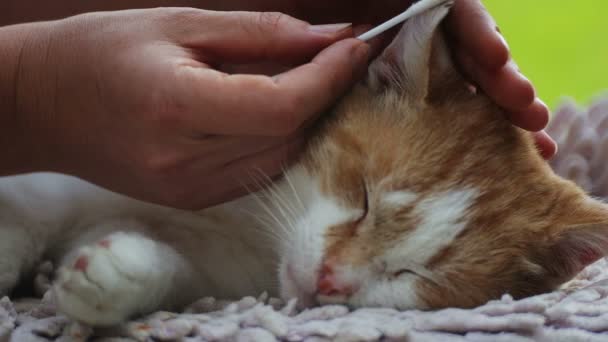 Preventie Verzorging Van Een Dakloze Dakloze Kat Zorg Verzorging Voor — Stockvideo