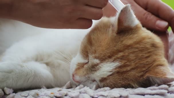 Prevención Cuidado Gato Sin Hogar Cuidado Cuidado Mascota Sin Hogar — Vídeo de stock