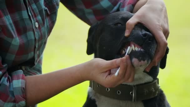 Ispezione Prevenzione Cane Domestico Senzatetto Terrier Cura Cura Degli Animali — Video Stock