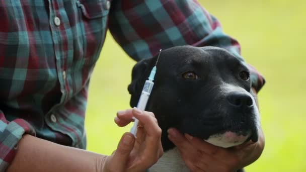 检查和预防家庭或无家可归的狗 照顾和照顾流浪动物 — 图库视频影像