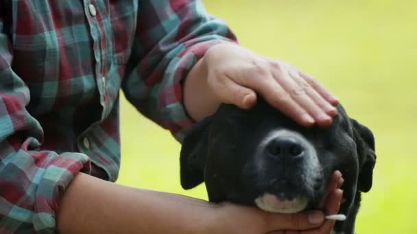 Inspeção Prevenção Uma Casa Cão Sem Teto Terrier Cuidados Cuidados — Vídeo de Stock