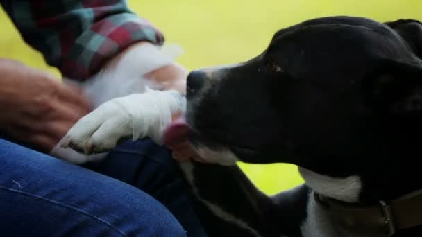 家庭やホームレスの犬の検査と予防 テリア 野良動物の世話 — ストック動画