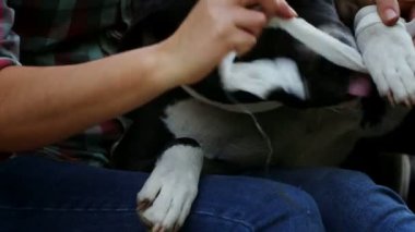 Evsiz ya da köpek teriyerinin denetlenmesi ve önlenmesi. Serseri hayvanlara bakar ve onlarla ilgileniriz.. 
