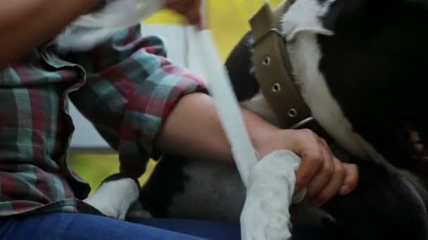 Otthoni Vagy Hajléktalan Kutya Terrier Vizsgálata Megelőzése Kóbor Állatok Gondozása — Stock videók