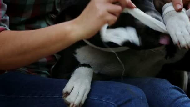 Inspection Prévention Une Maison Chien Sans Abri Terrier Soins Soins — Video