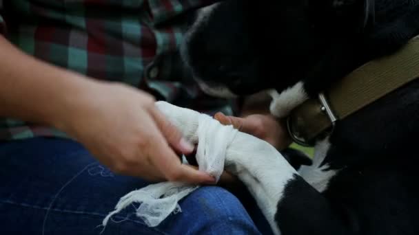 Ispezione Prevenzione Cane Domestico Senzatetto Terrier Cura Cura Degli Animali — Video Stock