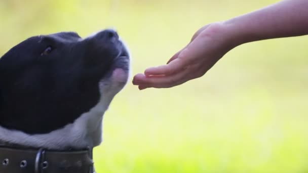 Een Vrouw Voedt Haar Geliefde Huisdier Met Haar Handen Hondenkop — Stockvideo