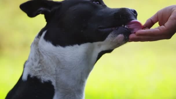 一个女人用双手喂她心爱的宠物 狗吃东西的时候把头靠得很紧 — 图库视频影像