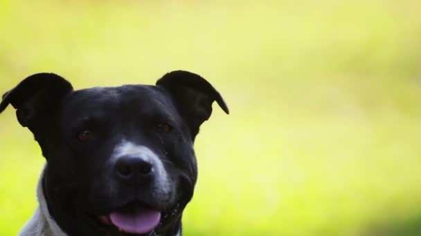 Uma Mulher Alimenta Seu Amado Animal Estimação Com Mãos Cabeça — Vídeo de Stock