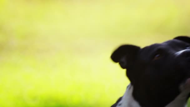 Жінка Годує Свого Улюбленого Улюбленця Руками Голова Собаки Крупним Планом — стокове відео