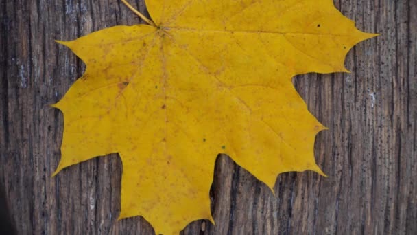 Samenstelling Van Herfstbladeren Tafel Wind Blaast Het Herfstblad Van Tafel — Stockvideo