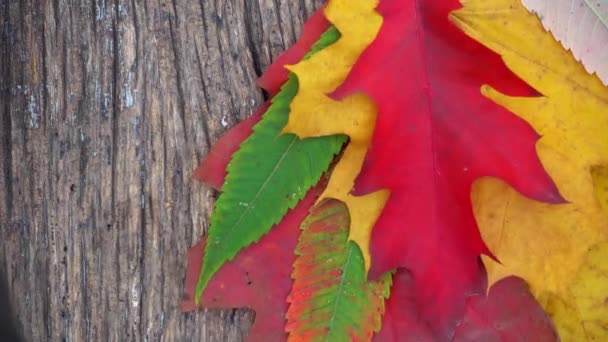 Composition Autumn Leaves Table Wind Blows Autumn Leaf Table — 图库视频影像