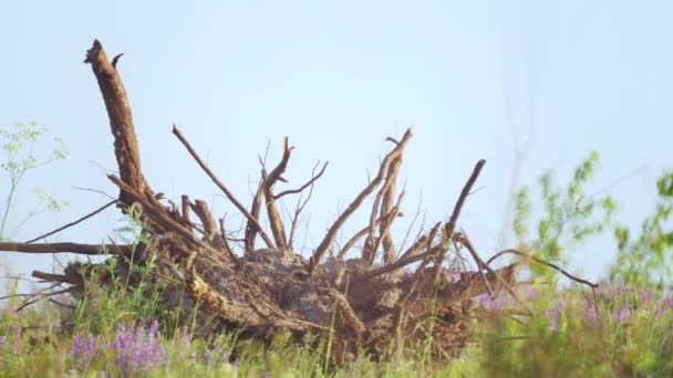 Коріння Дерев Після Вирубки Лісів Екологічна Катастрофа Після Вирубки Лісів — стокове відео