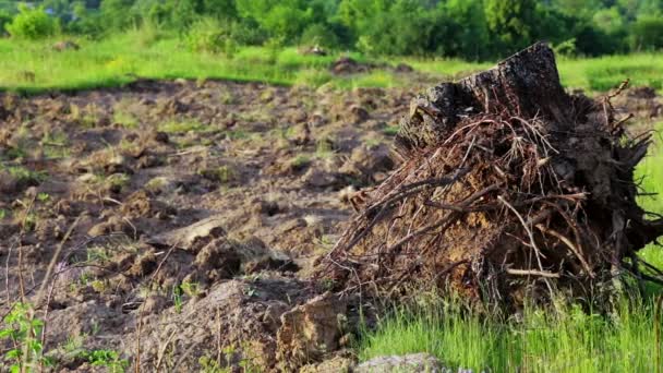 Radici Degli Alberi Dopo Deforestazione Disastri Ecologici Dopo Deforestazione — Video Stock