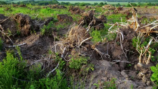 Kořeny Stromů Odlesnění Ekologická Katastrofa Odlesnění — Stock video