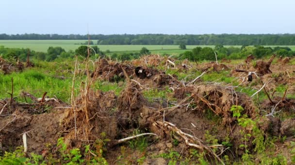 Kořeny Stromů Odlesnění Ekologická Katastrofa Odlesnění — Stock video