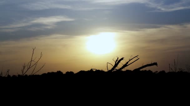 Die Wurzeln Entwurzelter Bäume Der Untergehenden Sonne Abendlandschaft Mit Baumwurzeln — Stockvideo