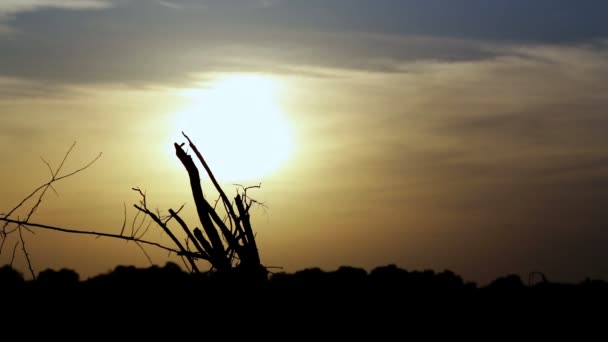 夕日の中で根こそぎになった木の根 木の根と日没の夜の風景 — ストック動画