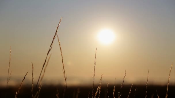 雾蒙蒙的田野上的黎明 日出时分的雾气中的田野和森林 — 图库视频影像