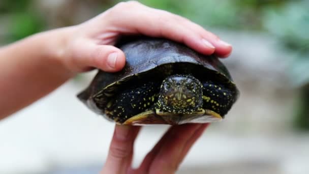 Tortuga Río Fresca Plato — Vídeos de Stock