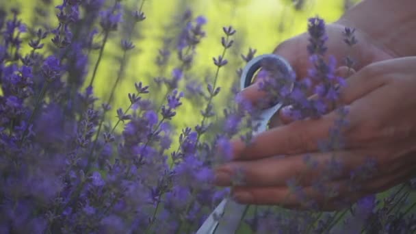 Kadın Elleri Makasla Lavanta Çiçeklerini Keser — Stok video